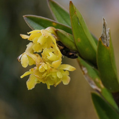 Epidendrum zipaquiranum, photograph (c) Pieter Huybrechts, some rights reserved (CC BY-SA)