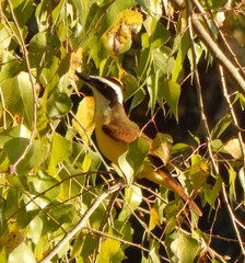 Pitangus sulphuratus