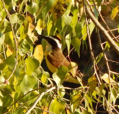 Pitangus sulphuratus