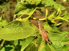 Orthoptera