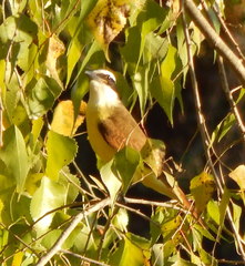Pitangus sulphuratus