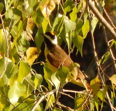 Pitangus sulphuratus