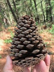 Potosi pine (Pinus yecorensis)