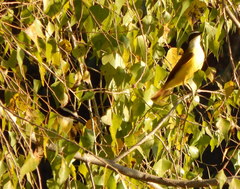Pitangus sulphuratus