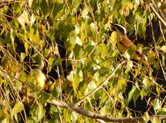 Pitangus sulphuratus
