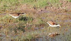 Jacana spinosa