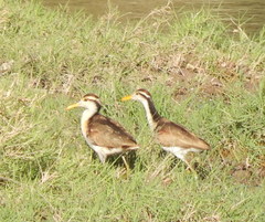 Jacana spinosa