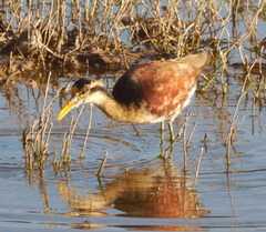 Jacana spinosa