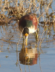Jacana spinosa