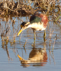 Jacana spinosa