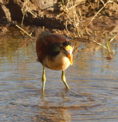 Jacana spinosa