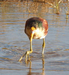 Jacana spinosa