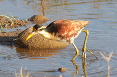 Jacana spinosa