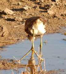 Jacana spinosa