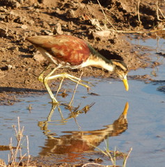 Jacana spinosa