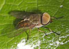 Tabanus lineola
