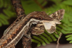 Anolis olssoni