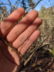 Buckleya distichophylla