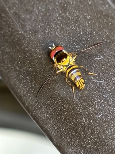 Unknown species found near Pegram, TN 37143, USA