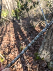 Buckleya distichophylla