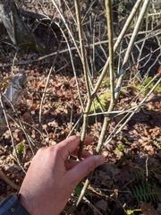 Buckleya distichophylla