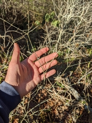 Buckleya distichophylla