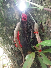 Anthurium crenatum