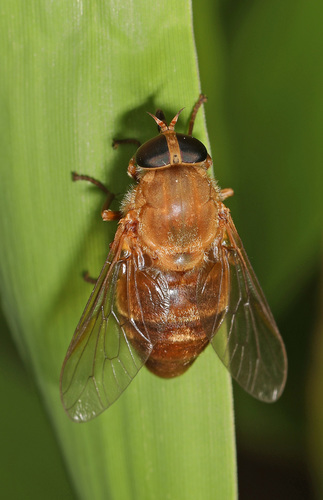 Stonemyia isabellina