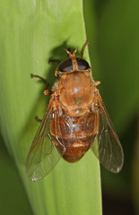 Stonemyia isabellina