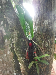 Anthurium crenatum