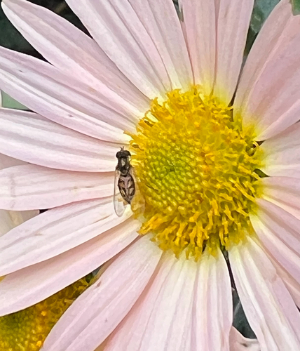 Unknown species found near Delaware County, US-PA, US