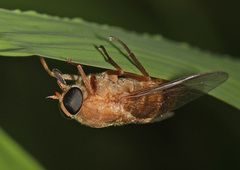 Stonemyia isabellina