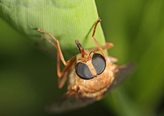 Stonemyia isabellina