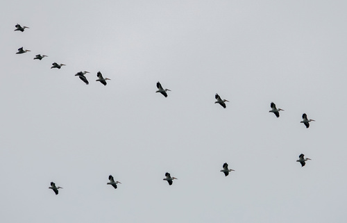 American White Pelican