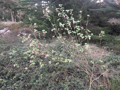 Ribes sanguineum glutinosum