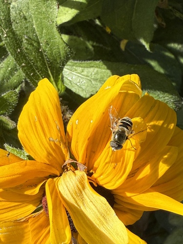 Unknown species found near Utah, US