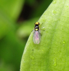 Liriomyza citreifemorata
