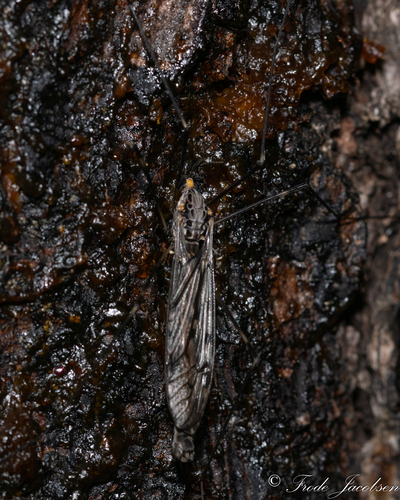 Unknown species found near Parkview Trail, MD, USA