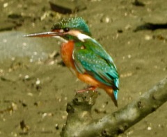 Alcedo atthis
