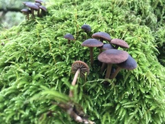 Micromphale arbuticola
