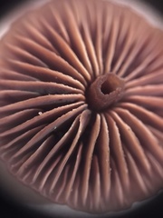 Micromphale arbuticola