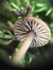 Micromphale arbuticola