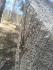 Cryptoblepharus pannosus