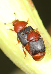 Caplothorax melanopterus