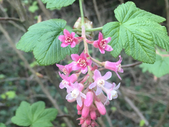 Ribes sanguineum glutinosum