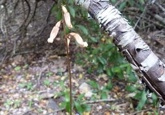 Gastrodia minor