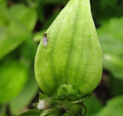 Liriomyza citreifemorata