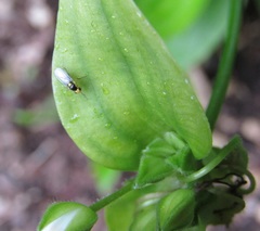 Liriomyza citreifemorata