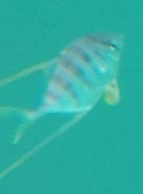 Atropus mentalis