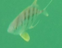 Atropus mentalis